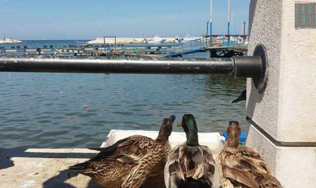 La storia di Michele e delle sue anatre, che abitano da tre anni il porto di Santo Spirito